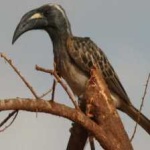 image of bird