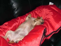 image of sleeping_bag