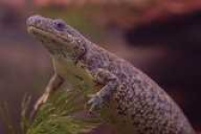 image of common_newt