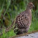 image of bird