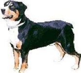 image of entlebucher