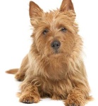 image of australian_terrier #17