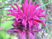 image of flower