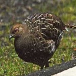 image of bird