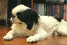 image of animal