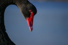 image of animal