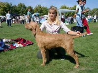 image of vizsla