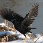 image of bird