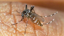 image of mosquito