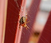 image of garden_spider