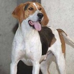 image of walker_hound