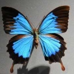 image of animal