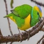 image of bird