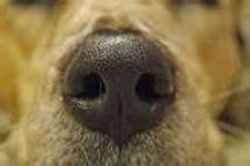 image of dog_nose