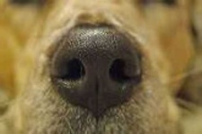 image of dog_nose #32