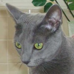 image of animal