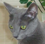 image of russian_blue #28