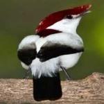 image of bird