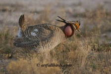 image of prairie_chicken
