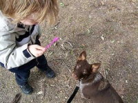 image of kelpie