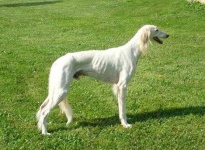 image of saluki