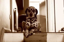image of dalmatian
