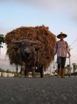image of oxcart