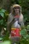 image of macaque