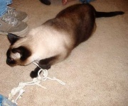 image of siamese_cat #22