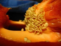 image of bell_pepper