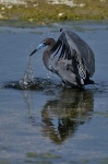 image of little_blue_heron