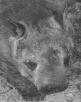 image of wombat