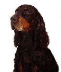 image of gordon_setter #8