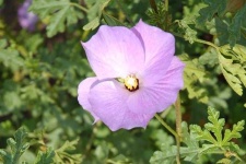 image of flower