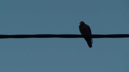 image of animal