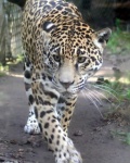 image of animal