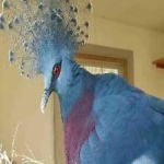 image of victoria_crowned_pigeon #19