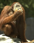 image of orangutan #31