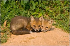 image of kit_fox