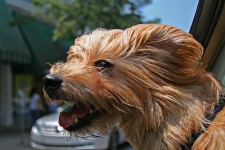 image of norfolk_terrier #3