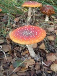 image of agaric