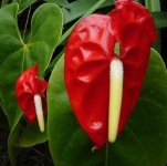 image of anthurium #8