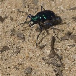image of tiger_beetle