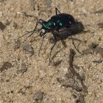 image of tiger_beetle #20