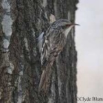 image of bird