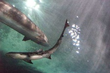 image of tiger_shark