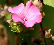 image of flower