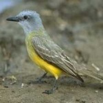 image of bird