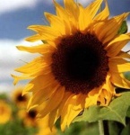 image of sunflower #12