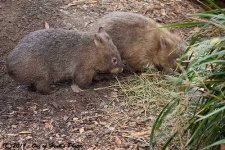 image of wombat